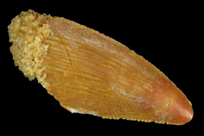 Serrated, Raptor Tooth - Real Dinosaur Tooth #127169